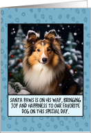 Shetland Sheepdog Christmas card