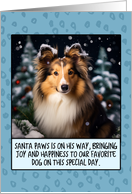 Shetland Sheepdog...