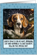 Beagle Christmas