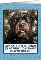 Bouvier Christmas card