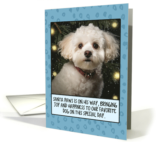 Bichon Frise Christmas card (1806154)