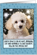 White Poodle Christmas card