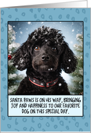 Black Poodle Christmas card
