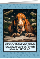 Basset Hound...