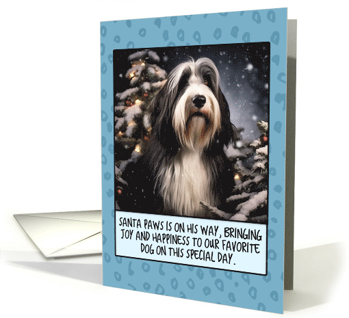 Bearded Collie Christmas card (1806350)