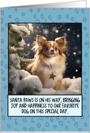 Longhaired Chihuahua Christmas card