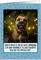Border Terrier Christmas card
