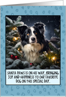Border Collie Christmas card