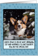 Cardigan Welsh Corgi Christmas card