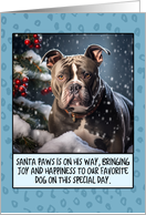 American Bully Christmas card