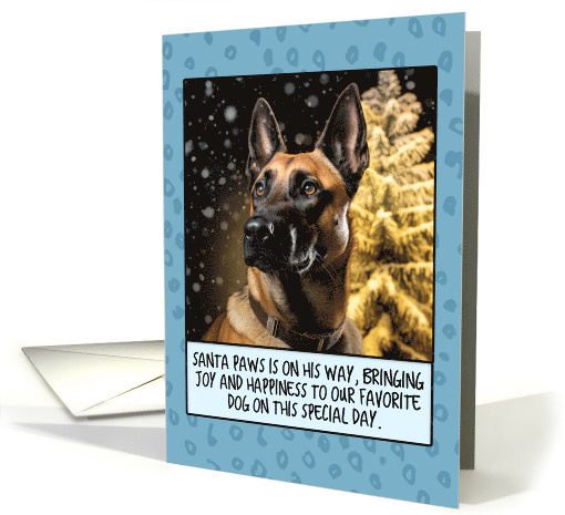 Belgian Malinois Christmas card (1806418)