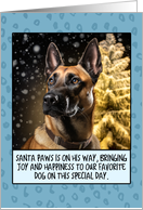 Belgian Malinois Christmas card