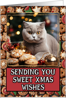 British Shorthair Cat Sweet Christmas Wishes card