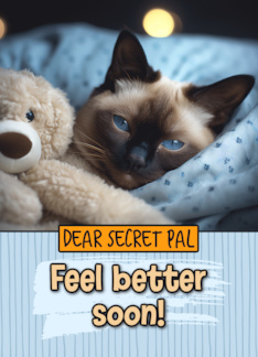 Secret Pal Get Well Feel Better Siamese Cat with Cuddly Toy