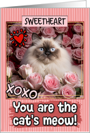 Sweetheart Valentine’s Day Himalayan Cat and Roses card