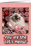 Valentine’s Day Himalayan Cat and Roses card