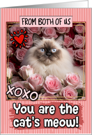 From Couple Valentine’s Day Himalayan Cat and Roses card