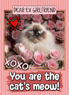 Ex Girlfriend Valentine's Day Himalayan Cat and Roses