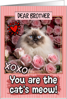 Brother Valentine’s Day Himalayan Cat and Roses card