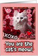 Turkish Angora Kitten and Roses Cat’s Meow Valentine’s Day card