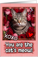 Tabby Cat and Roses...