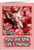 Sphynx Kitten and Roses Cat’s Meow Valentine’s Day card