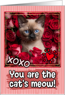 Siamese Kitten and Roses Cat’s Meow Valentine’s Day card