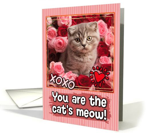 Scottish Fold Kitten and Roses Cat's Meow Valentine's Day card