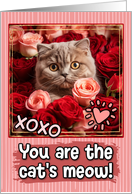 Scottish Fold Cat and Roses Cat’s Meow Valentine’s Day card