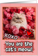 Persian Cat and Roses Cat’s Meow Valentine’s Day card