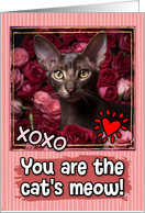 Oriental Shorthair Cat and Roses Cat’s Meow Valentine’s Day card