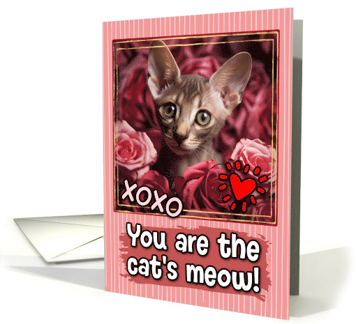 Oriental Shorthair Kitten and Roses Cat's Meow Valentine's Day card