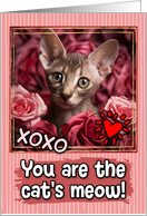Oriental Shorthair Kitten and Roses Cat’s Meow Valentine’s Day card