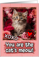 Norwegian Forrest Kitten and Roses Cat’s Meow Valentine’s Day card