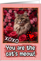 Norwegian Forrest Cat and Roses Cat’s Meow Valentine’s Day card