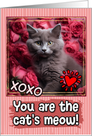 Nebelung Kitten and Roses Cat’s Meow Valentine’s Day card