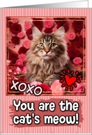 Maine Coon Kitten and Roses Cat’s Meow Valentine’s Day card
