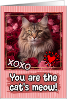 Maine Coon Cat and Roses Cat’s Meow Valentine’s Day card
