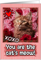 La Perm Cat and Roses Cat’s Meow Valentine’s Day card