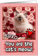 Himalayan Kitten and Roses Cat’s Meow Valentine’s Day card