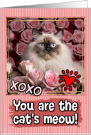 Himalayan Cat and Roses Cat’s Meow Valentine’s Day card