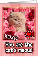 Exotic Shorthair Kitten and Roses Cat’s Meow Valentine’s Day card