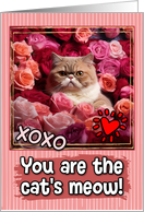 Exotic Shorthair Cat and Roses Cat’s Meow Valentine’s Day card