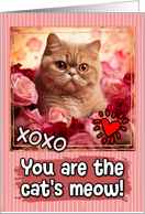 Exotic Shorthair Cat and Roses Cat’s Meow Valentine’s Day card