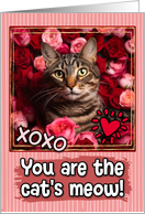 California Spangled Cat and Roses Cat’s Meow Valentine’s Day card