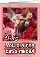 Cornish Rex Cat and Roses Cat’s Meow Valentine’s Day card