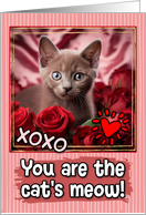 Burmese Kitten and Roses Cat’s Meow Valentine’s Day card