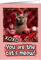 Burmese Cat and Roses Cat’s Meow Valentine’s Day card