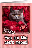 British Shorthair Cat and Roses Cat’s Meow Valentine’s Day card