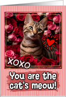 Bengal Kitten and Roses Cat’s Meow Valentine’s Day card